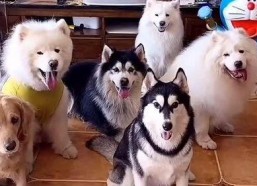 国产女人与狗,女性力量与忠诚犬伴的感人故事