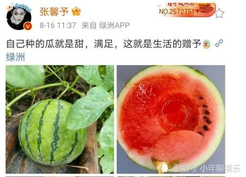 娱乐圈吃瓜的瓜